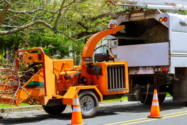 Best Commercial Tree Services  in White Oak, MD